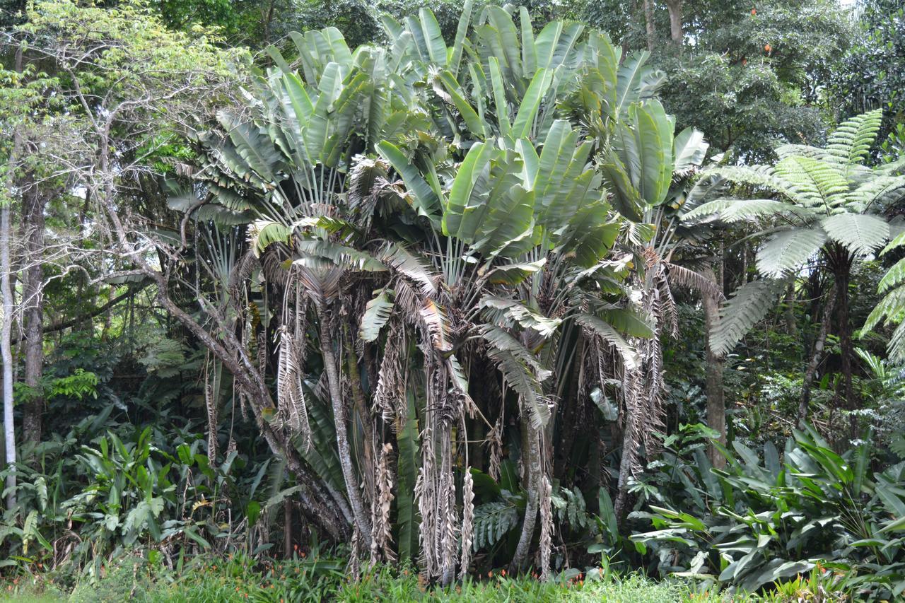 Rainforest Eco Lodge Suva Eksteriør bilde