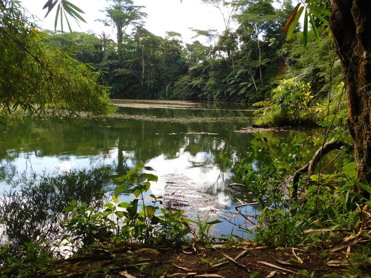 Rainforest Eco Lodge Suva Eksteriør bilde