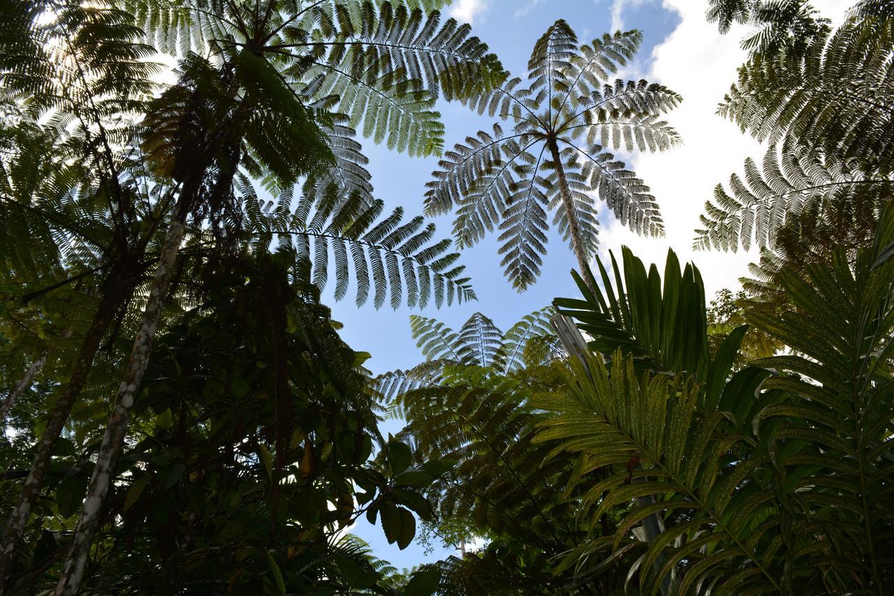 Rainforest Eco Lodge Suva Eksteriør bilde