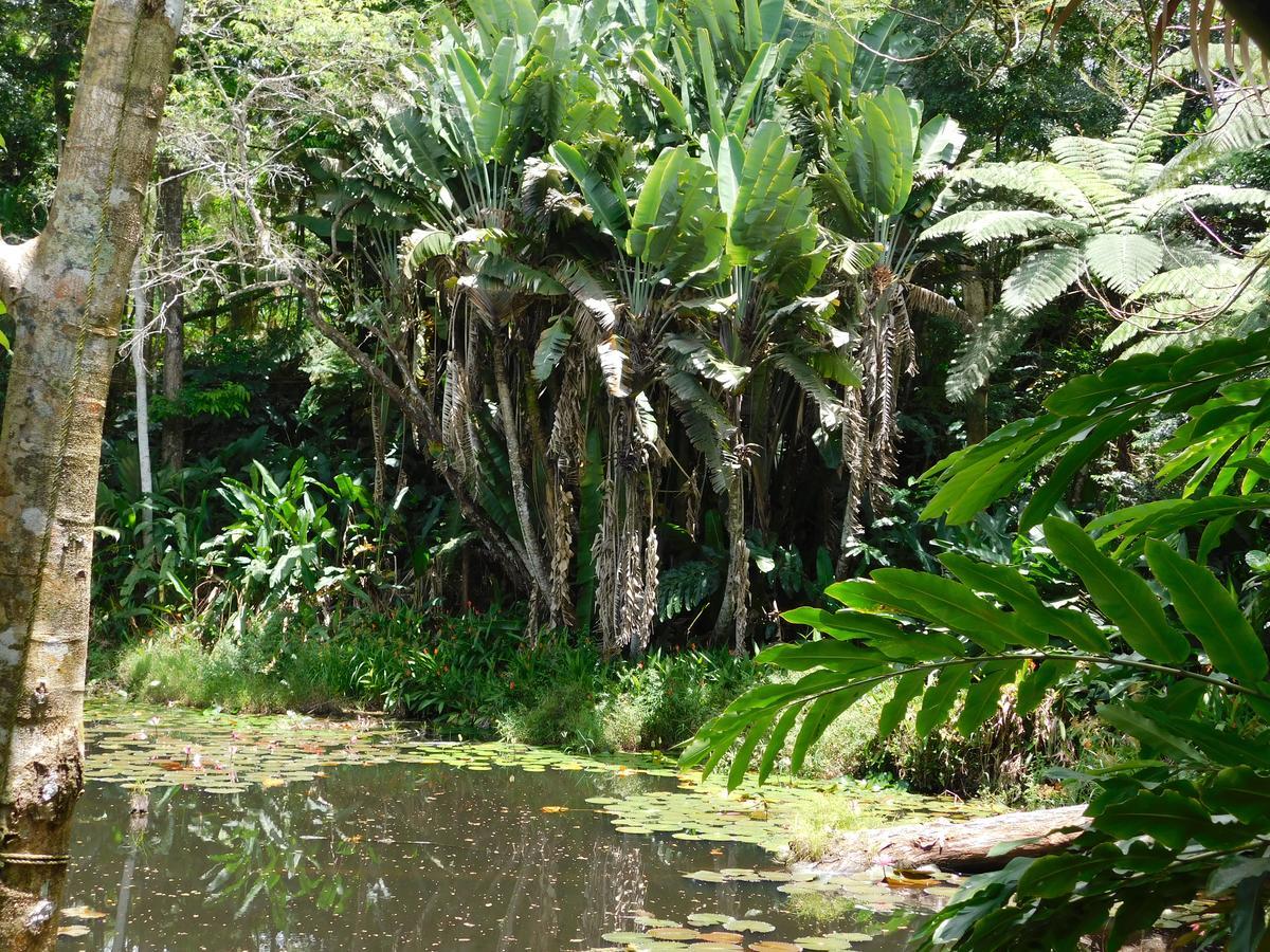 Rainforest Eco Lodge Suva Eksteriør bilde