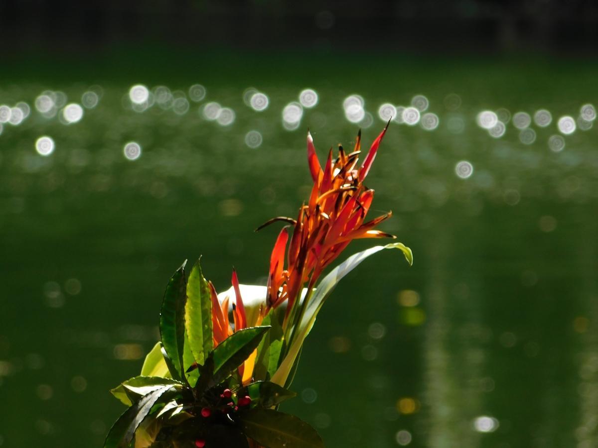 Rainforest Eco Lodge Suva Eksteriør bilde